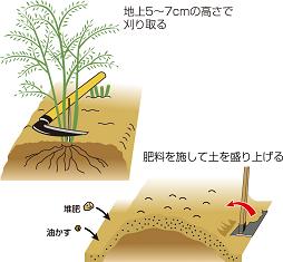 アスパラガスの冬の手入れ