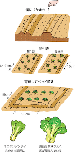 チンゲンサイの種まきと苗づくり