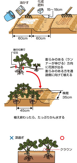 イチゴの植えつけと管理の要点