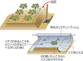 春先のイチゴの管理