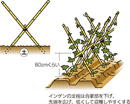 取れたての味が格別 インゲンマメ