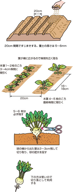 茎が球形に膨らむコールラビー