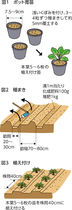 キャベツ病害虫の予防を万全に