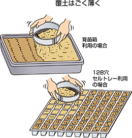 秋冬取り玉レタスの苗作り