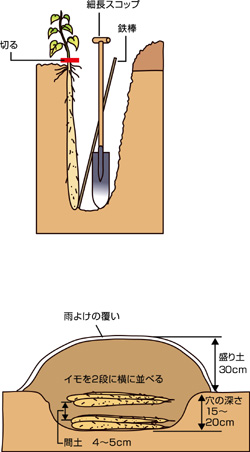 ナガイモ掘りは適期を誤らず入念に