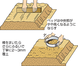 タマネギの種まきと苗作り