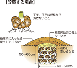 サトイモの収穫と上手な貯蔵法