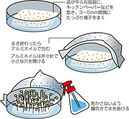 冬の間に「スプラウト」の楽しみ